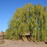 Cambria_0415 (November 01, 2013)